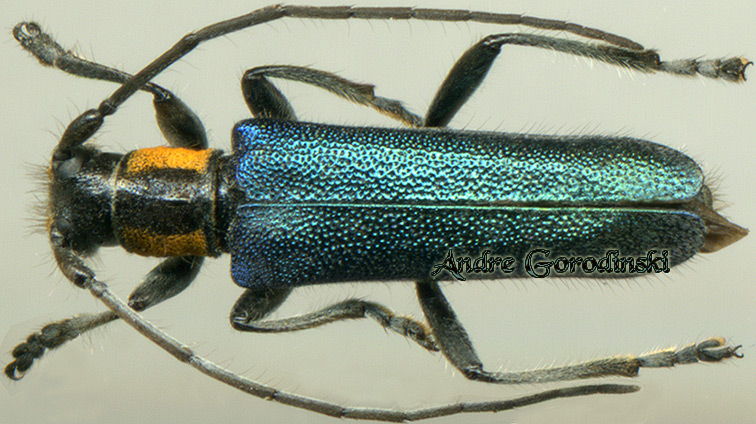 http://www.gorodinski.ru/cerambyx/Saperda viridipennis.jpg